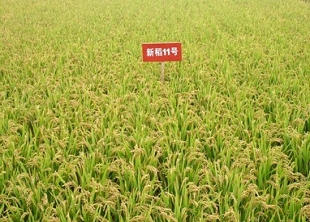 新稻11號(hào)