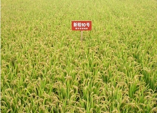 新稻10號(hào)